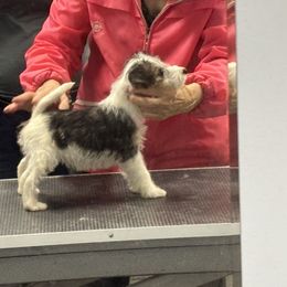 Dreamer - White black and tan female Wire Fox Terrier puppy in Hermitage, Pennsylvania from Alisteen Wires
