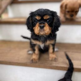 Cavalier King Charles Spaniel Puppies from Liberty Acres Kennels