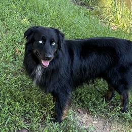 Grizzly - Australian Shepherd