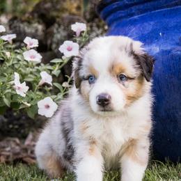 Australian Shepherd Puppies from Hawaii Australian Shepherds