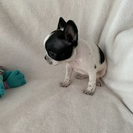 Bulldog and French Bulldog Puppies from Sweet N Lo Bulldogs