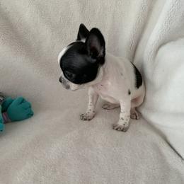 Bulldog and French Bulldog Puppies from Sweet N Lo Bulldogs