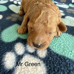 Mr Green - Red  male Goldendoodle puppy in Lowville, New York from Valley View Doodles