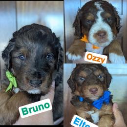 Male 3rd pick - Tri-color male Bernedoodle puppy in Sioux Falls, South Dakota from Dolly's Doodles