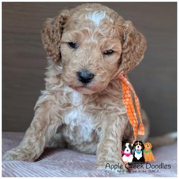 TOASTY - Multigen Goldendoodle -Medium size - OFA-Genetics-2 year warranty. Ready 11-7 - Apricot male Goldendoodle puppy in Jeddo, Michigan from Apple Creek Doodles