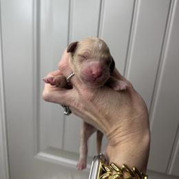 Girl 6 - Red  female Goldendoodle puppy in Fayetteville, Arkansas from Silver Hill Farm