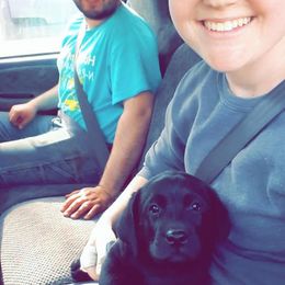 Labrador Retriever Puppies from Twisted Clovers LLC