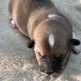 Boy 3 - Red male Pembroke Welsh Corgi puppy in Moulton, Alabama from Reed's Pembroke Corgi Welsh