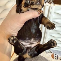 Ivy - Black and tan female Dachshund puppy in Alexander, North Dakota from Wild Rose Ridge Doxies
