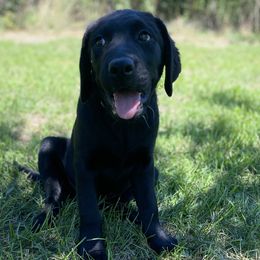 Seaweed Collar - Black Labrador Retriever puppy in Mansfield, Missouri from Labradors of Moxley Meadow