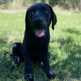 Seaweed Collar - Black Labrador Retriever puppy in Mansfield, Missouri from Labradors of Moxley Meadow