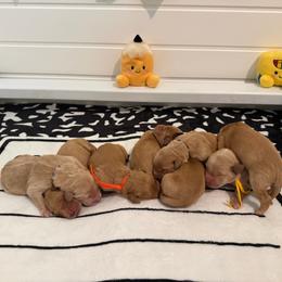 Back to school theme litter - Dark golden male Golden Retriever puppy in Belton, South Carolina from McAbee’s Golden Retrievers