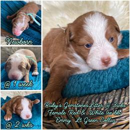 Emmy - female Australian Mountain Doodle puppy in Port Orchard, Washington from Yukon Harbor Doodles