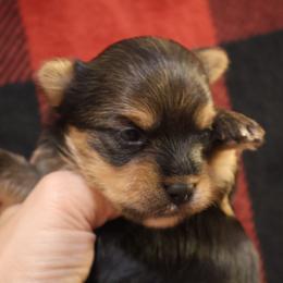 Gia - Black and tan female Yorkshire Terrier puppy in Greenwood, Wisconsin from Selah and Co.