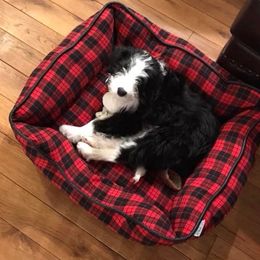 Bordoodle Puppies from Borders of Eby Eden