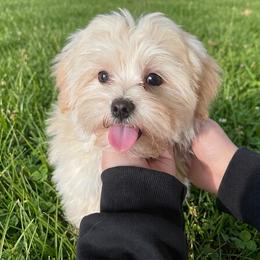 Baxter - Shih Tzu