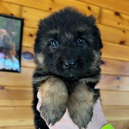 Ingo - Black and red male German Shepherd puppy in Garland, Maine from Vom Schön Traumhund