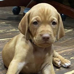 Vizslas from Woller Vizsla's