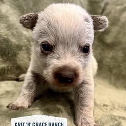 Glacier - Blue male Australian Cattle Dog puppy in Atwood, Kansas from Grit ‘n’ Grace Ranch
