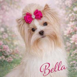 Bella - Yorkshire Terrier