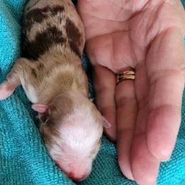 Toy Australian Shepherd Puppies from Reflections of Star Crest Kennel