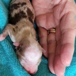 Toy Australian Shepherd Puppies from Reflections of Star Crest Kennel