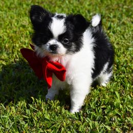 Firefly - Black and tan female Chihuahua puppy in Gloucester, Virginia from Charlotte's Web of Chihuahuas
