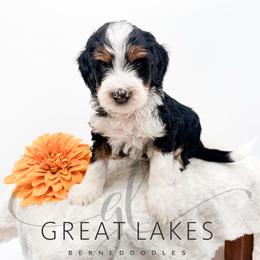 Wrangler - Tri-color male Bernedoodle puppy in Baroda, Michigan from Great Lakes Bernedoodles