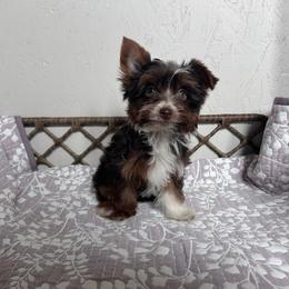 Gorgeous Chocolate Female - Chocolate, tan and white female Yorkshire Terrier puppy in Benson, Arizona from Happy Tails Yorkies