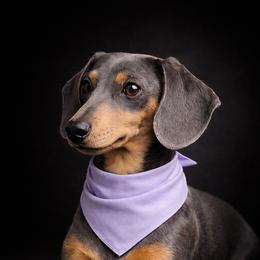 River - Dachshund