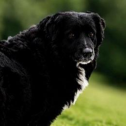 Lily - Australian Shepherd