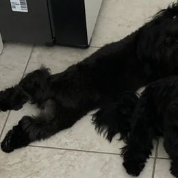 Shih Tzu All Grown Up from Denise Roach