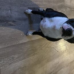 Pistol - Boston Terrier