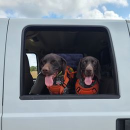 Duke - German Shorthaired Pointer