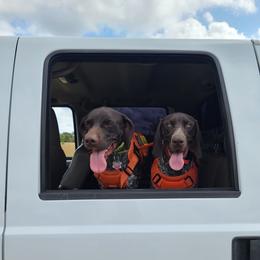 Duke - German Shorthaired Pointer