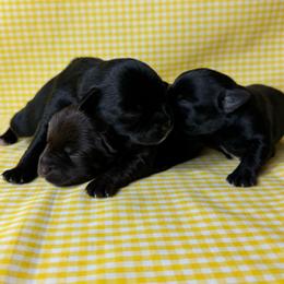 Maverick - Liver male Miniature Schnauzer puppy in Liberty, Texas from Texas Small Town Schnauzers