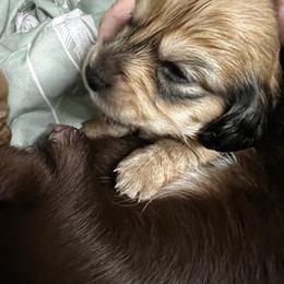 BOO - Chocolate and tan female Dachshund puppy in Vancouver, Washington from GretaLo Dachshunds