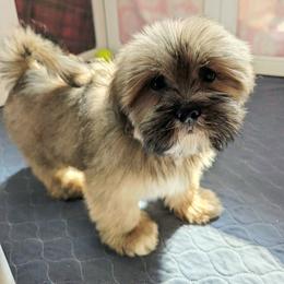 Man O' War - Brown male Lhasa Apso puppy in Jefferson, New York from Absolute Lhasa Love