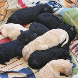 Australian Labradoodles from Oodles of Doodles