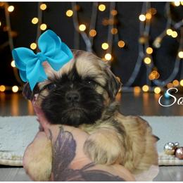 Shih Tzu Puppies from Devil Dogs Shih Tzu's
