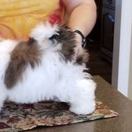 Mastiff and Shih Tzu Puppies from AKA Shih Tzu