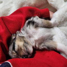 Miniature American Shepherd Puppies from Aussie Mama Sage