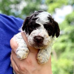 Girl 3 - Light blue collar - Brown roan female Lagotto Romagnolo puppy in Ashland, Ohio from SS Australian Shepherds