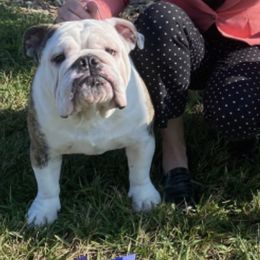 Bulldogs and French Bulldogs from Tricreek English and French Bulldogs