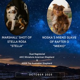Miniature American Shepherd puppies from Flying M Cactus Ranch Buddies