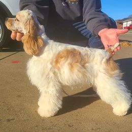Cocker Spaniels from Galaxy Cockers
