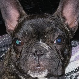 Girl 1 - Brindle French Bulldog puppy in Colorado from Imperial Frenchies of Colorado