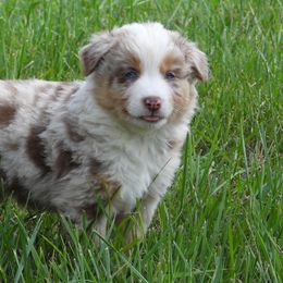 Hop - Red merle Australian Shepherd puppy in Kidder, Missouri from Sheep Creek Aussies