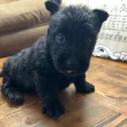 Scottish Terrier Puppies from Oodles of Cuties!