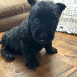 Scottish Terrier Puppies from Oodles of Cuties!